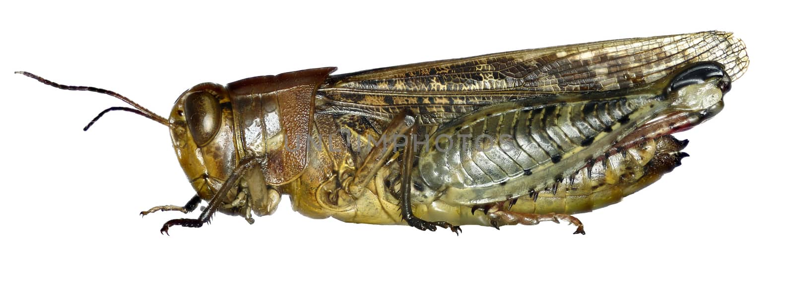 Italian Locust on white Background  -  Calliptamus italicus (Linnaeus, 1758)