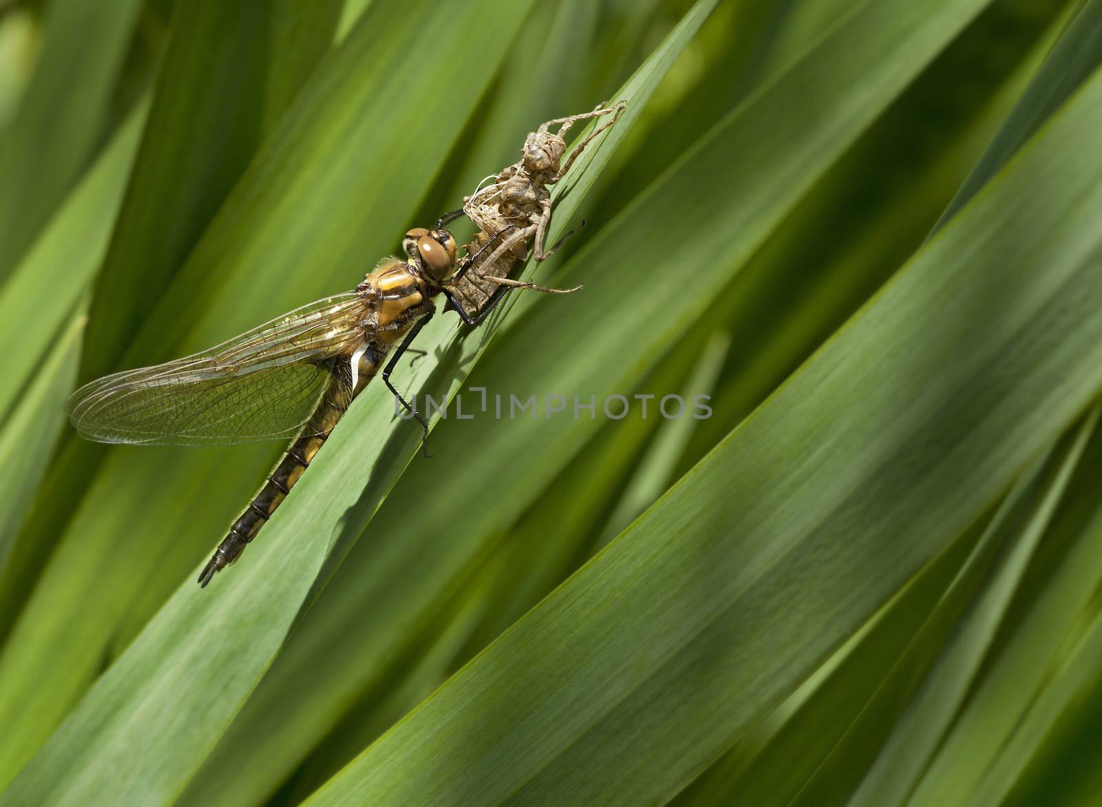 Dragonfly on the grass.