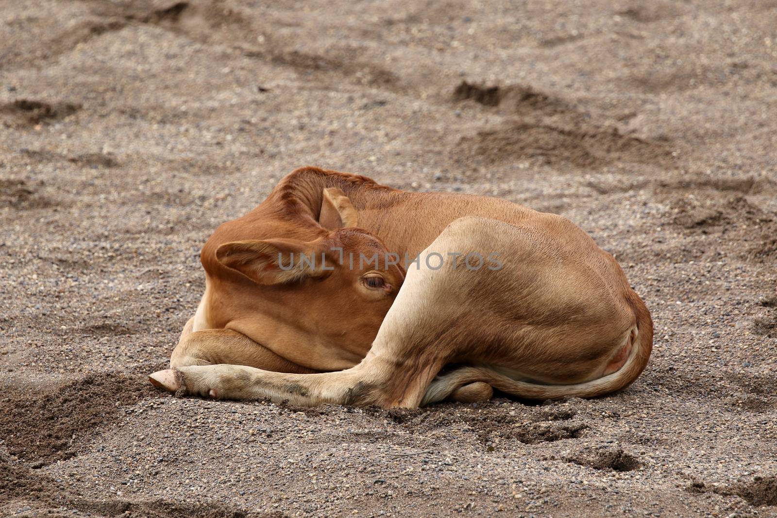 Image of a cow on sand background.