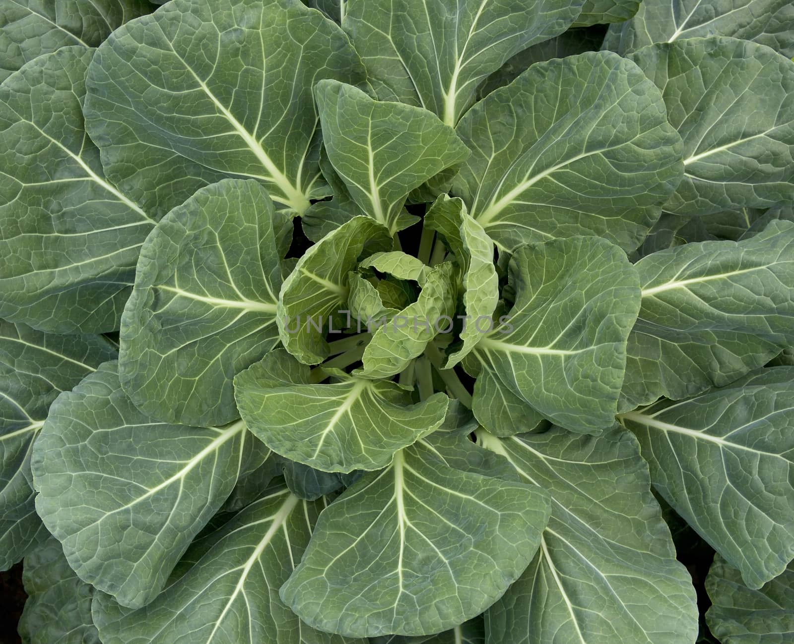 Green leaves of young cabbage in the garden.