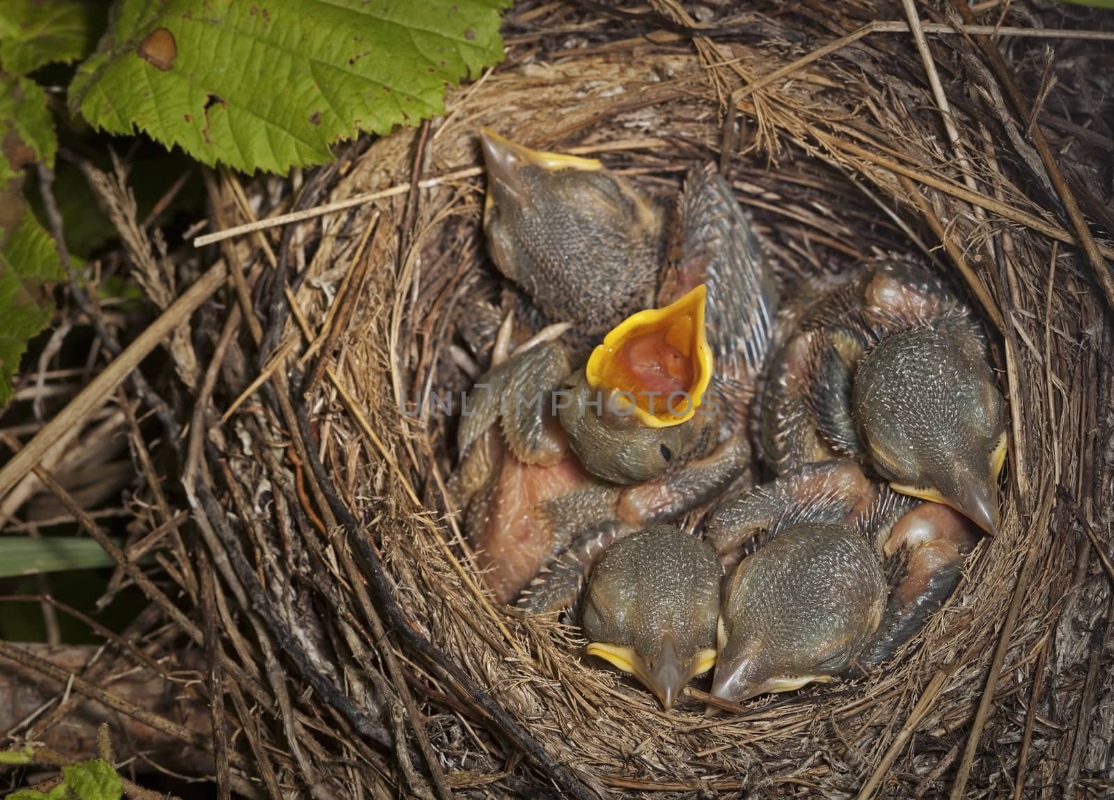 Little chicks in the nest. by sergey_pankin