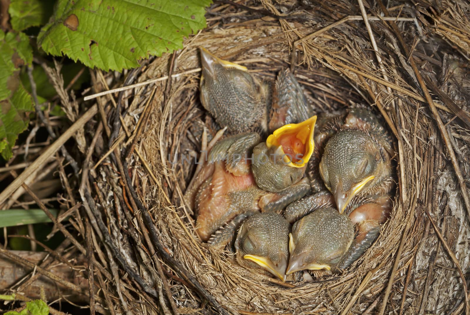 Little chicks in the nest. by sergey_pankin