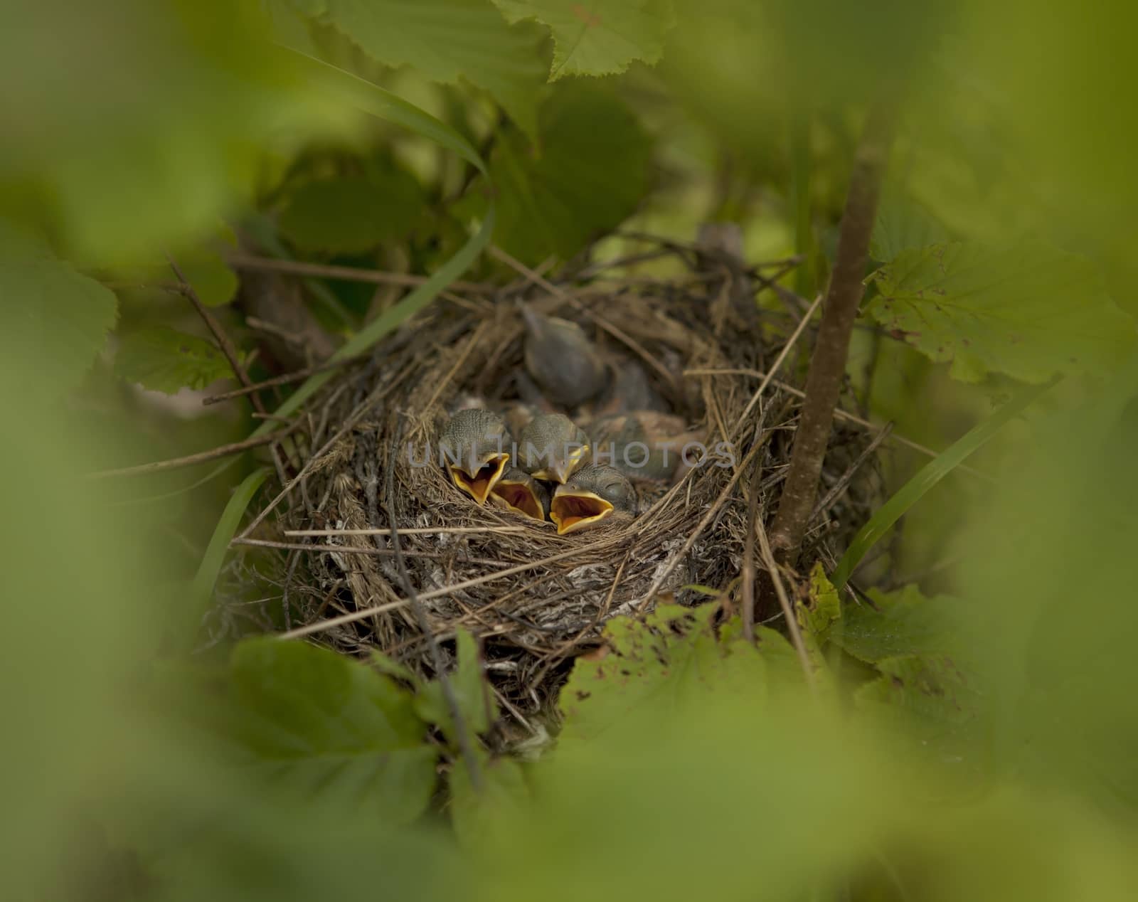 Five little chicks are sleeping in their nest in the forest.