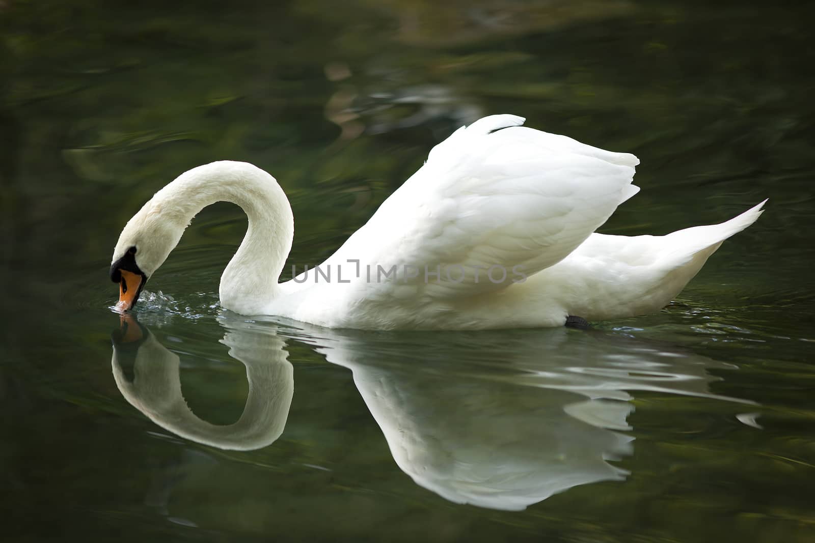 White swan in a forest lake. by sergey_pankin