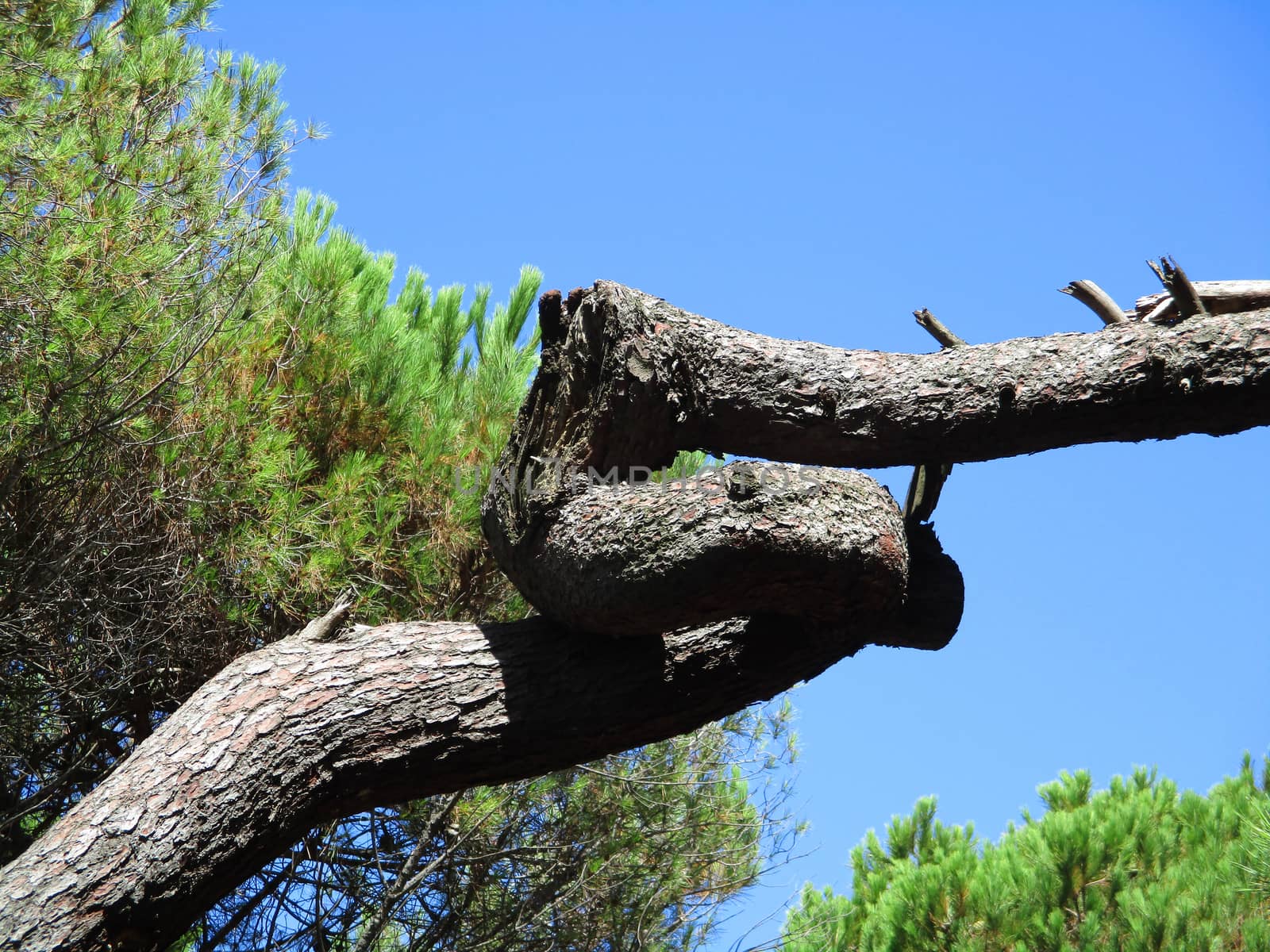 maritime pine branches with strange shapes
