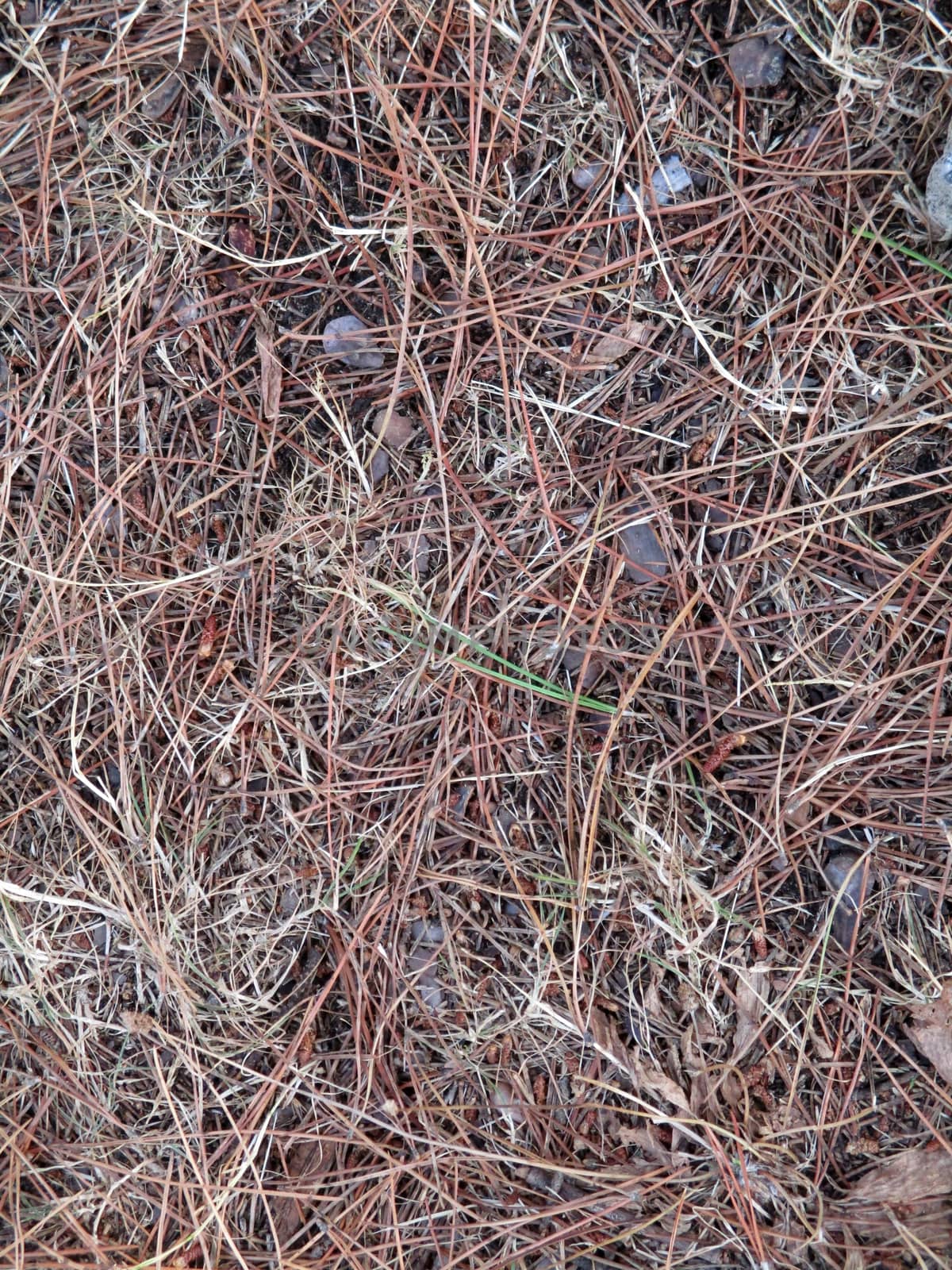 texture of pine needles