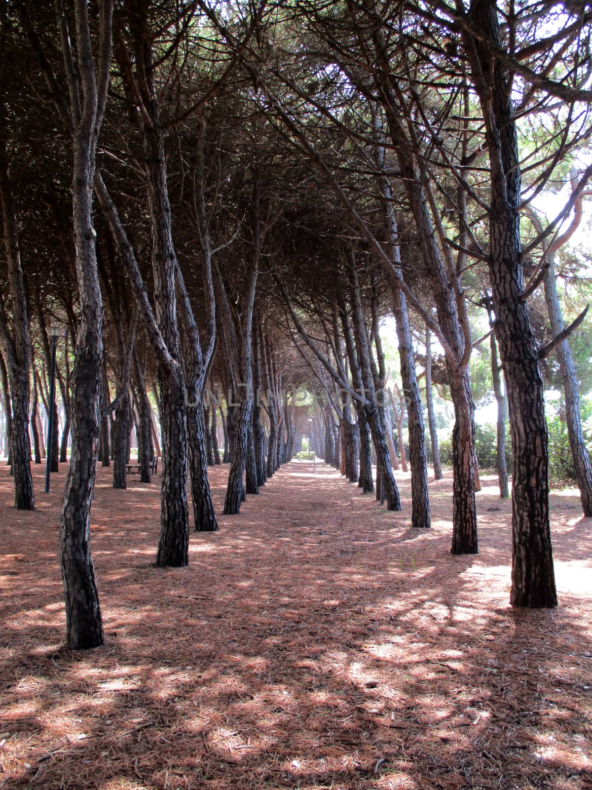 pine forest of pine trees, Tuscany, Italy