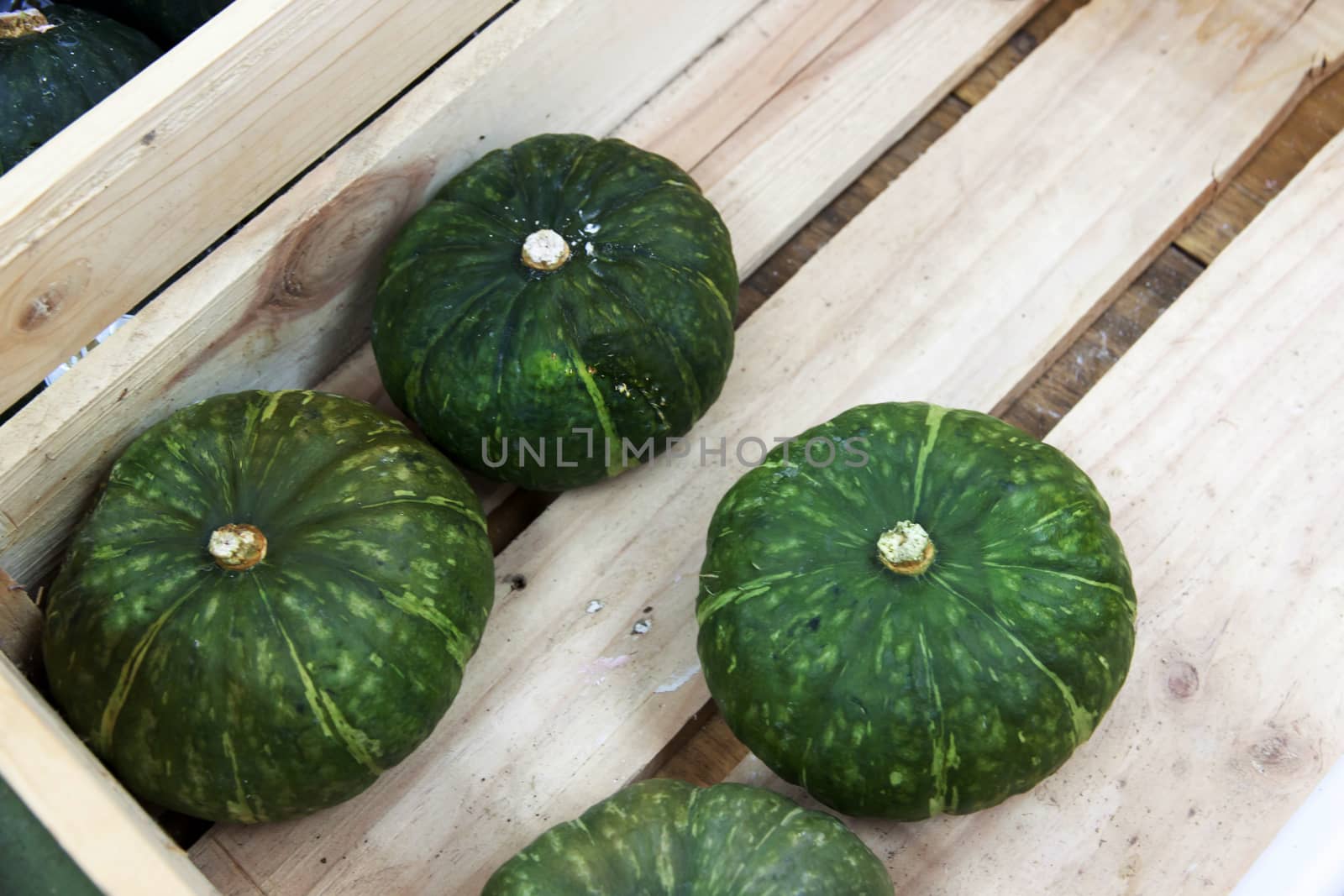 Green Japanese Pumpkin by PeachLoveU