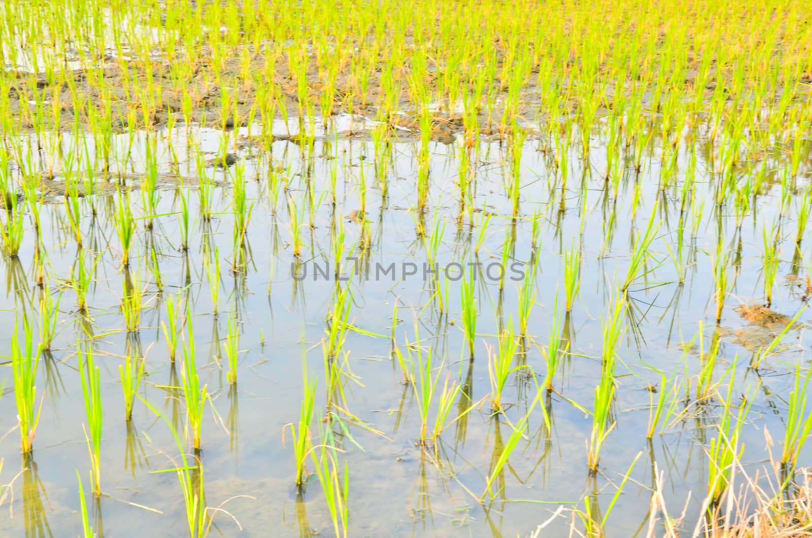 Planting rice