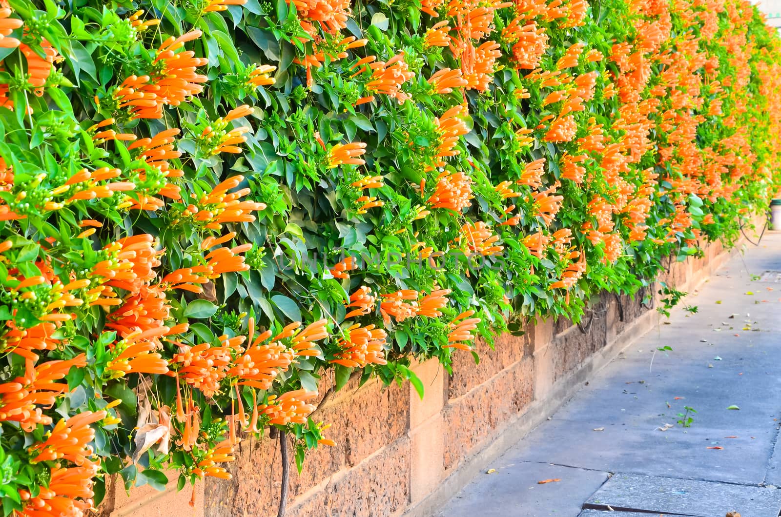 wall of Orange trumpet flower by raweenuttapong
