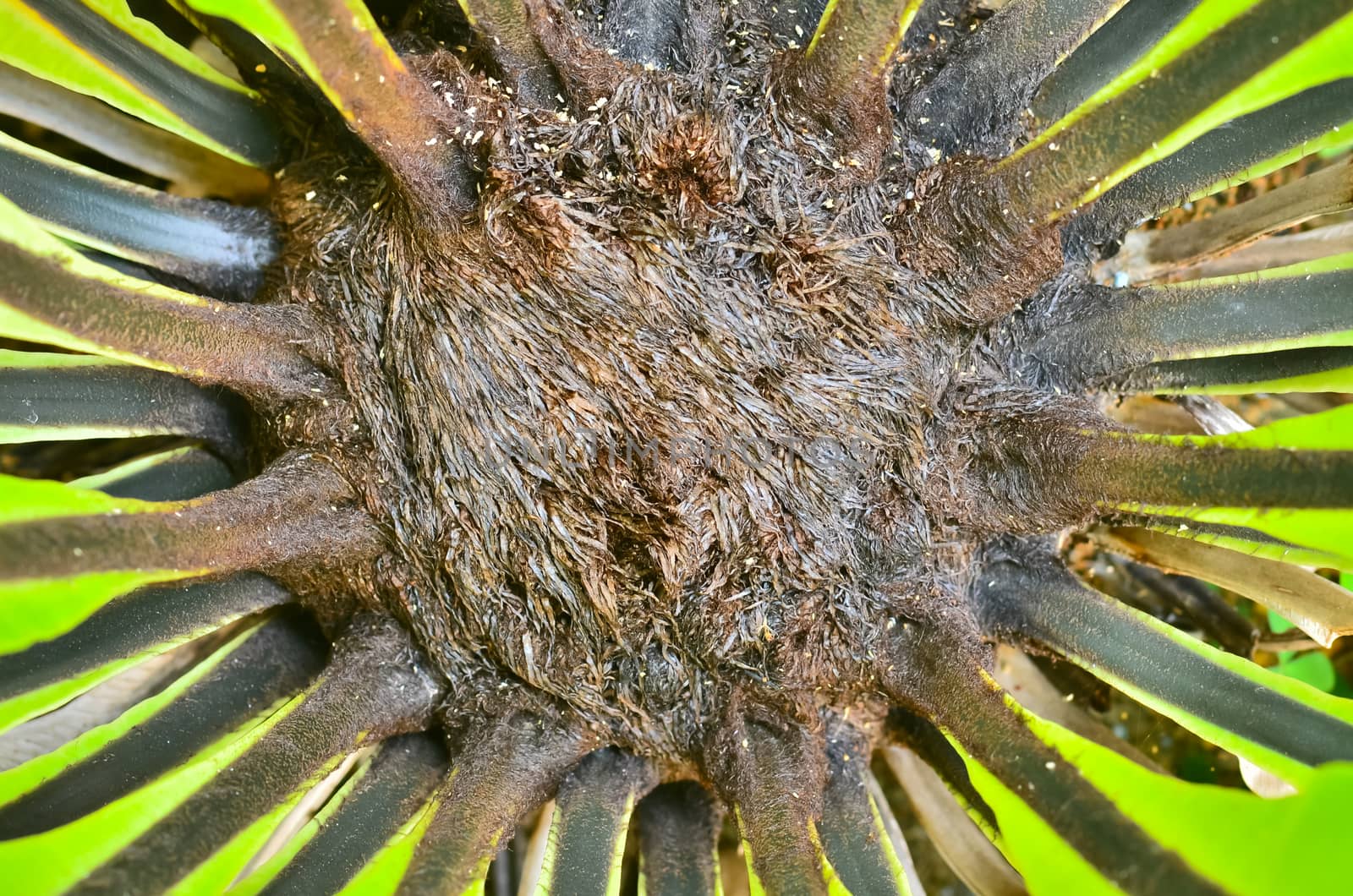 Bird s nest fern by raweenuttapong