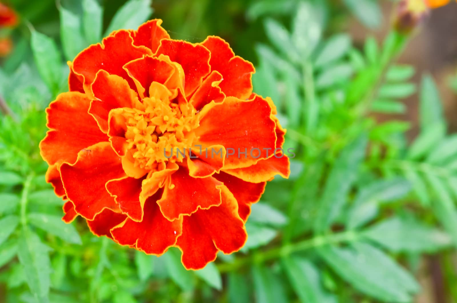 Close up yellow marigold by raweenuttapong