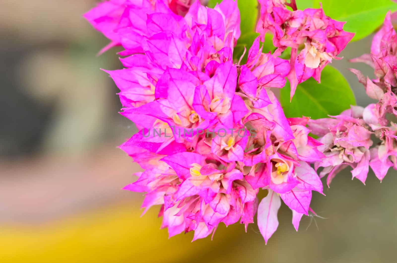 Pink bougainvillea flower by raweenuttapong