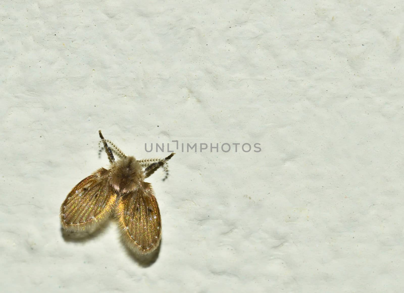 tiny moth fly on wall, macro crop