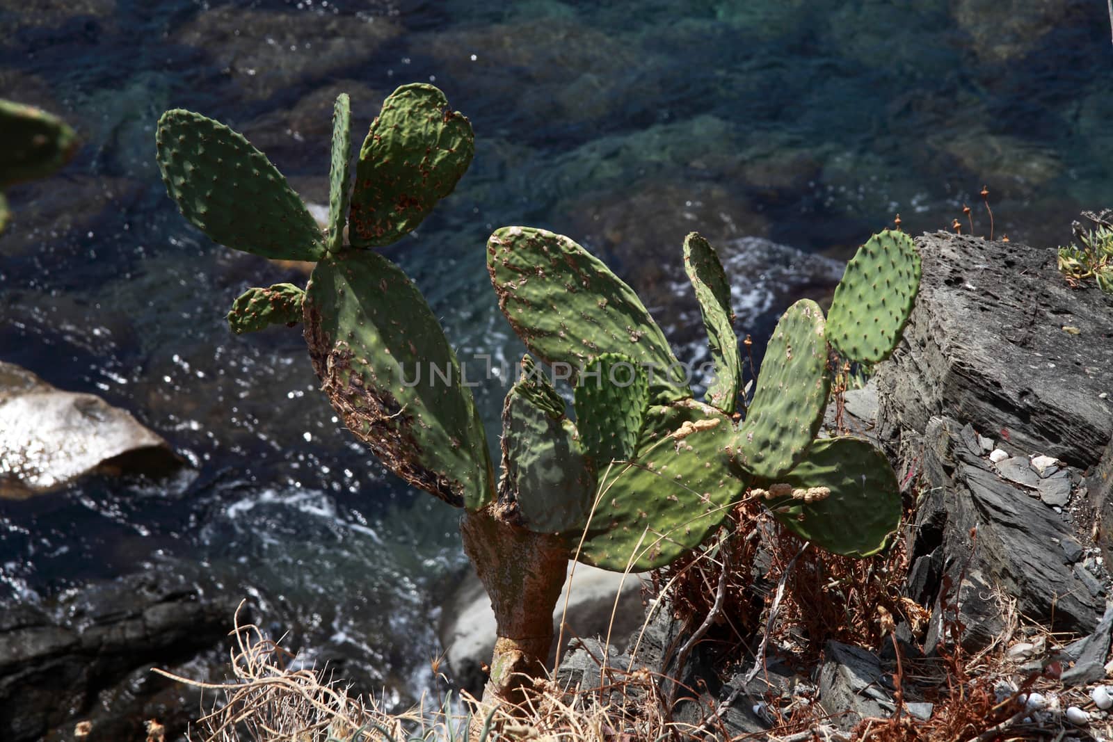 succulents that grow wild on the rocks of 5 terre