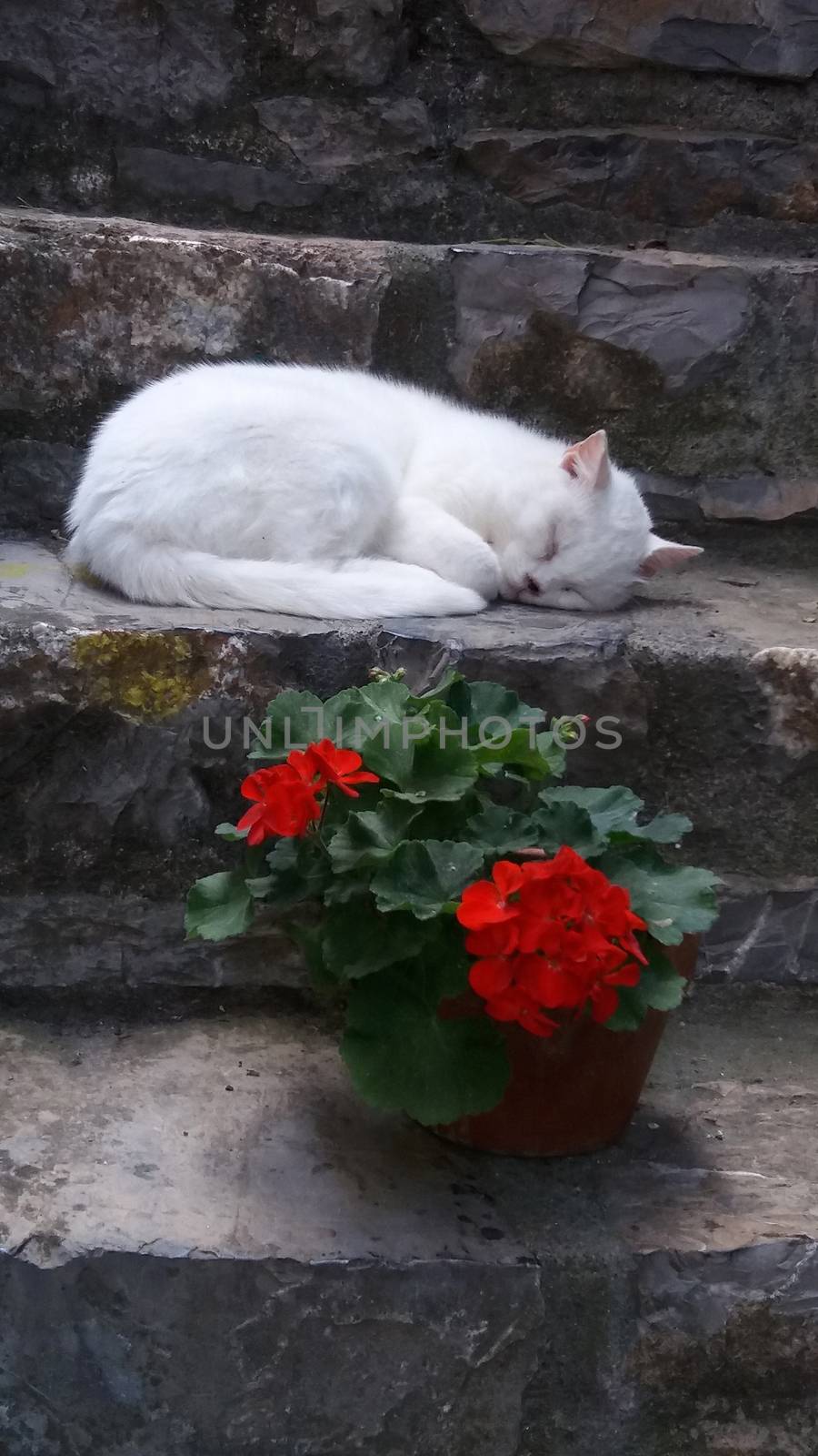 white cat resting on step in the shade