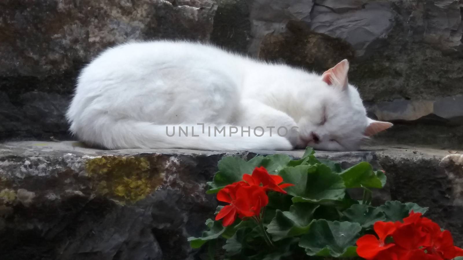 white cat resting on step in the shade