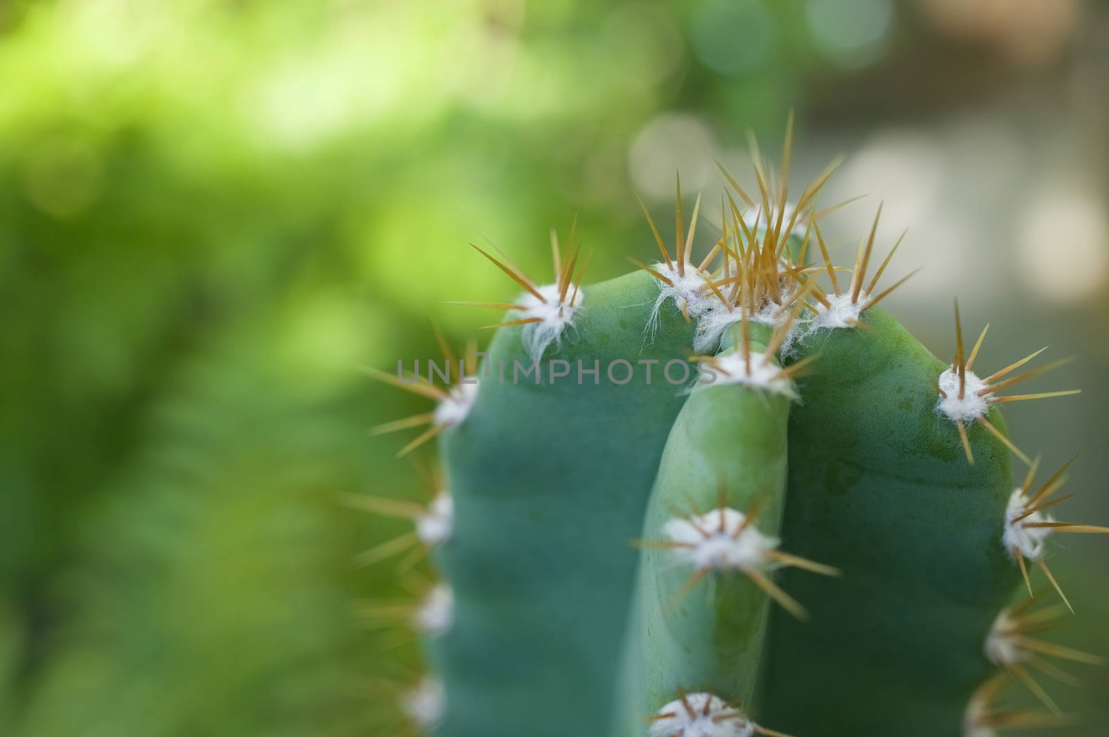 Close up cactus fairy castle with spines have bokeh on green background.