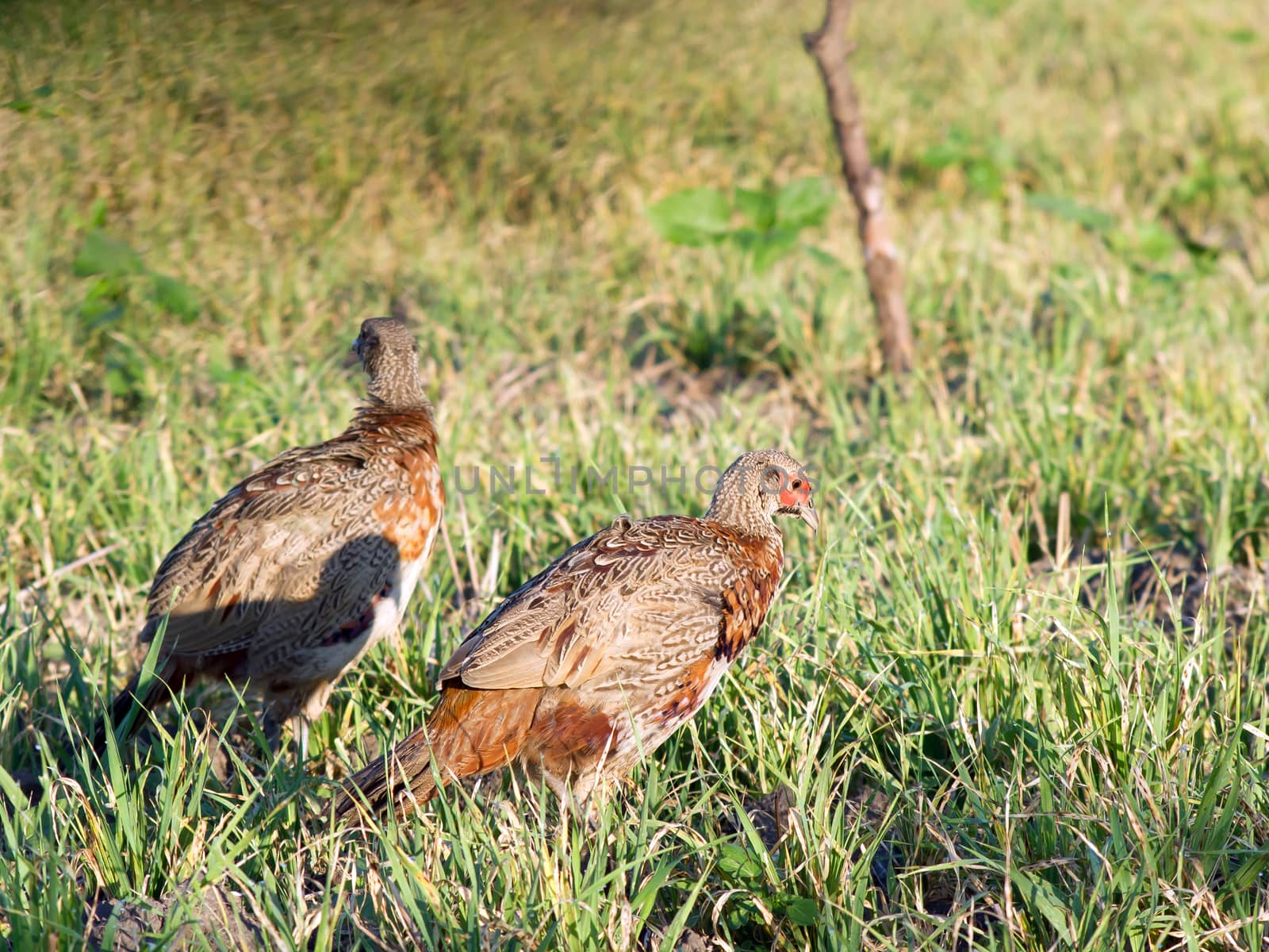 Pheasants in the field. by dadalia