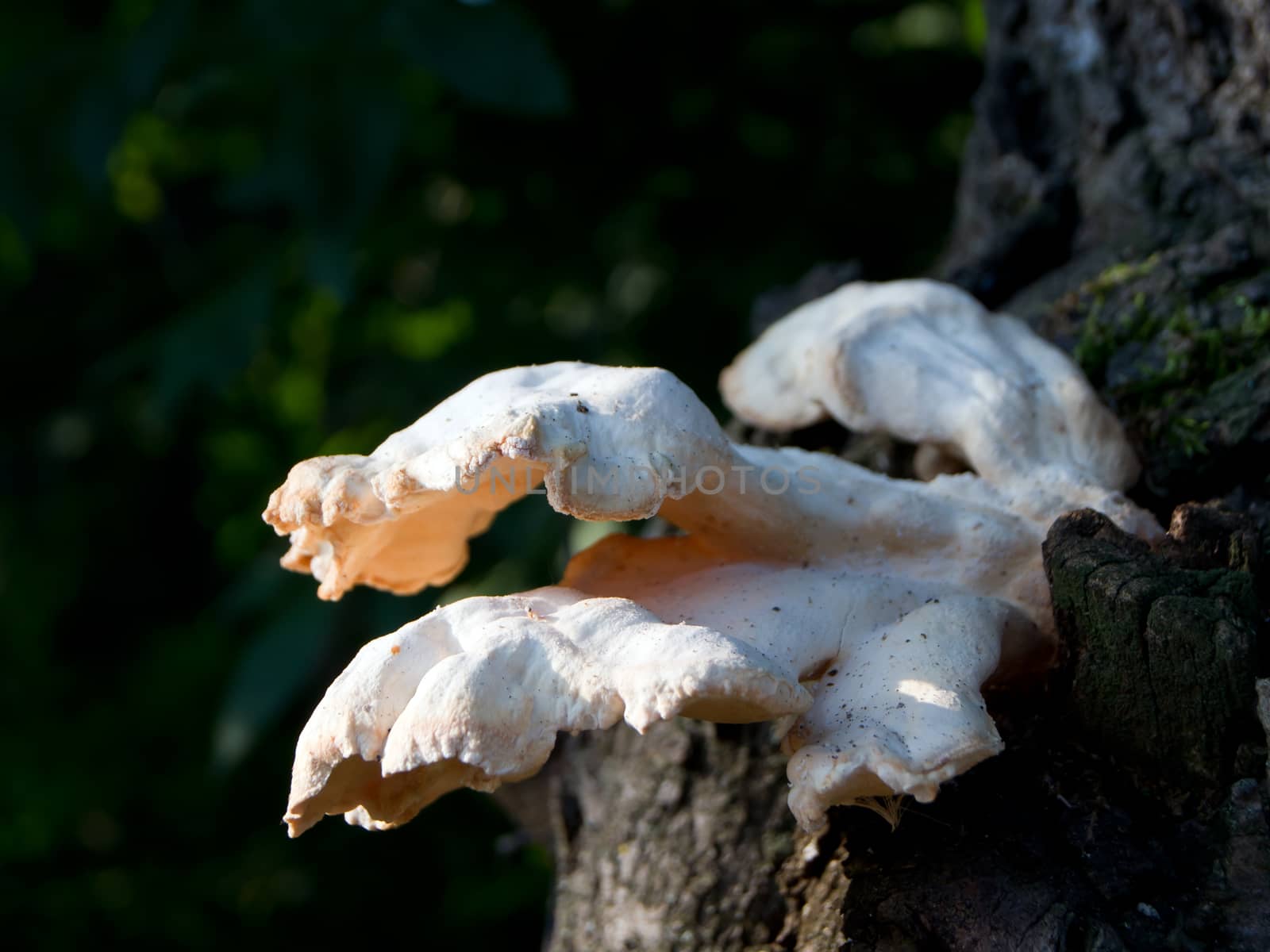 Mushrooms on the tree. by dadalia
