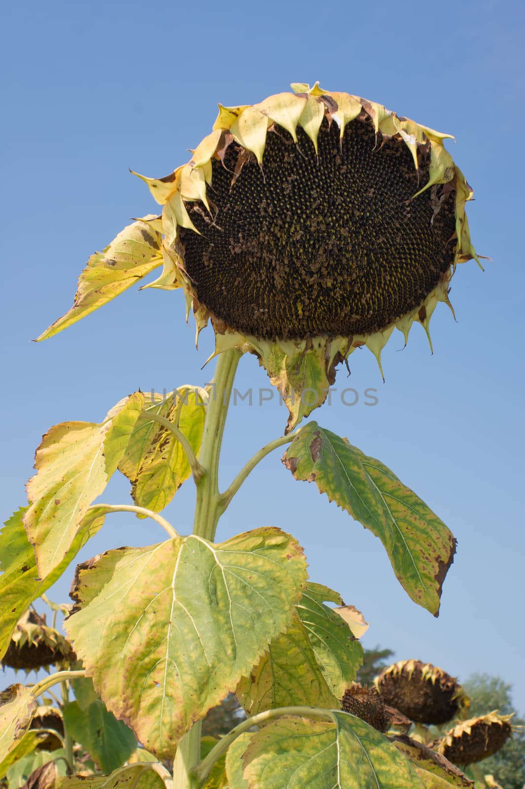 Sunflower (Helianthus annuus) by dadalia