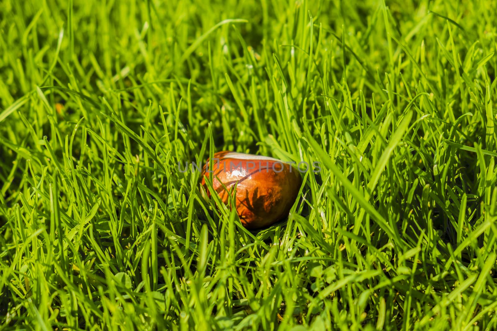conker in green grass by sijohnsen