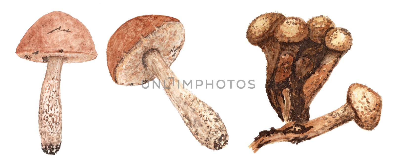 Set of watercolor mushrooms. Brown cap boletus, honey fungus, armillaria