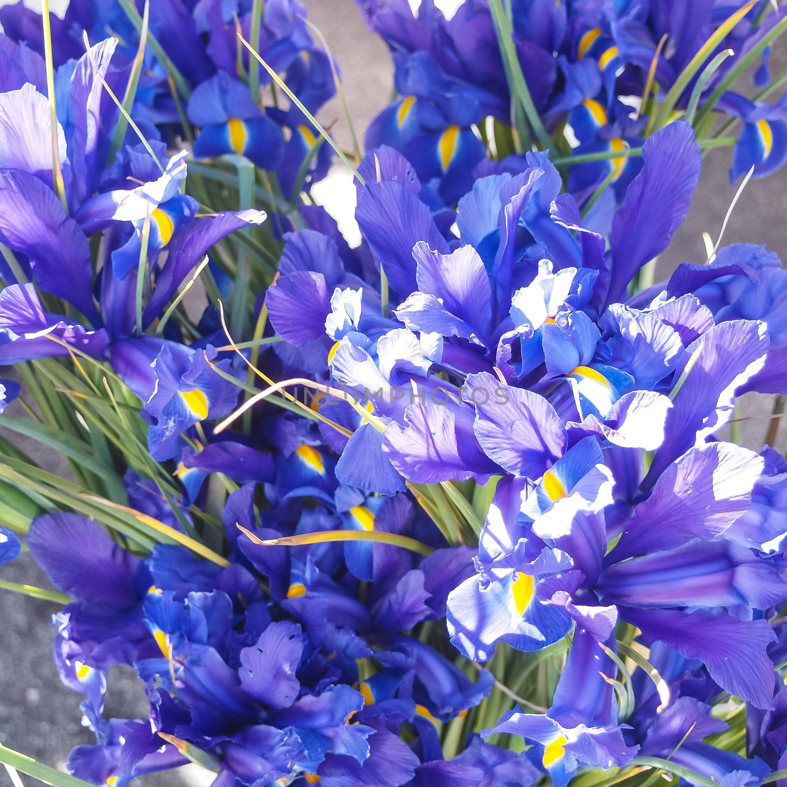 Purple iris in garden, blue and purple colored iris flowers