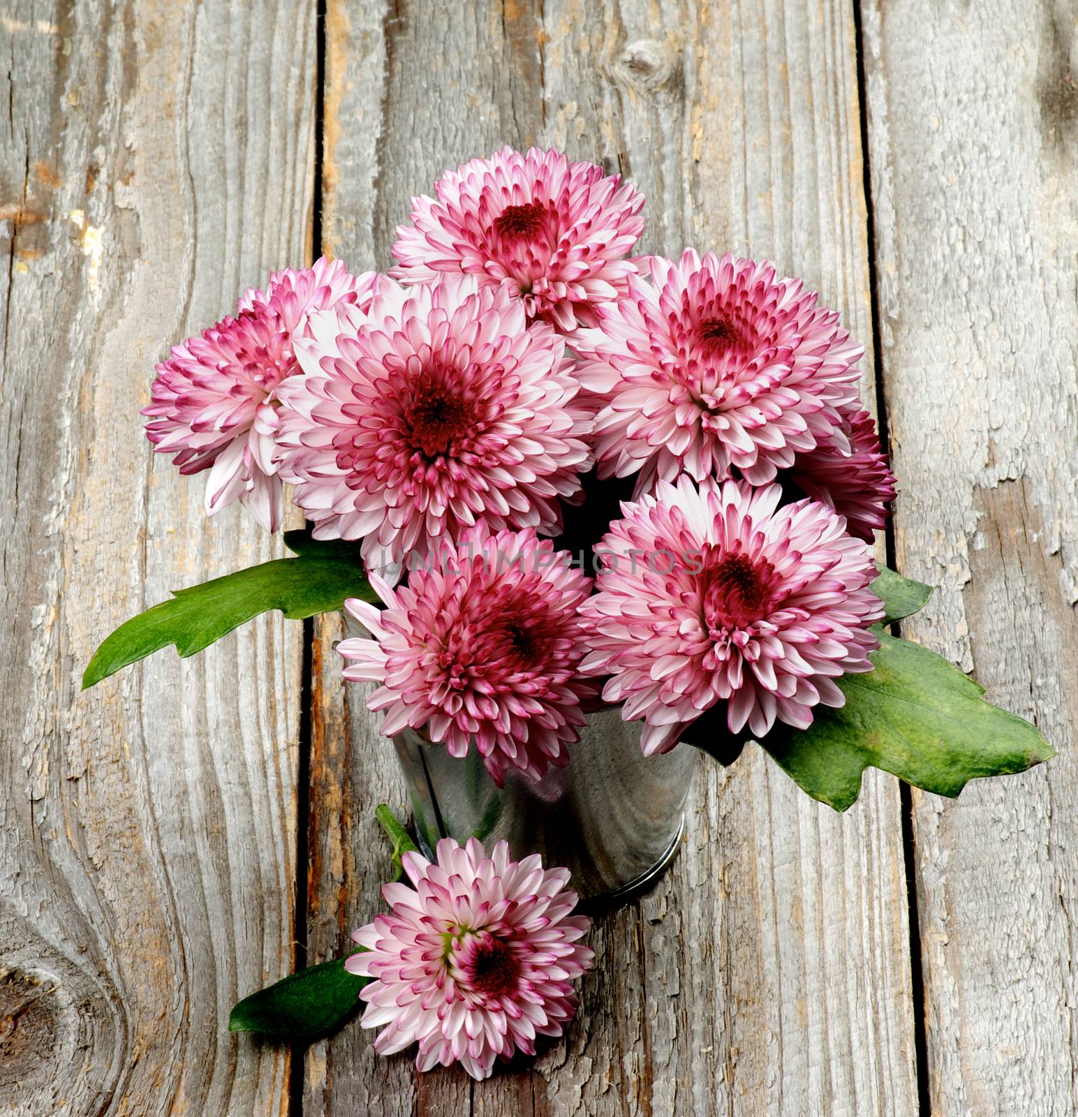 Bunch of Big Beautiful Pink and Red Chrysanthemum in Tin Bucket closeup on Rustic Wooden background