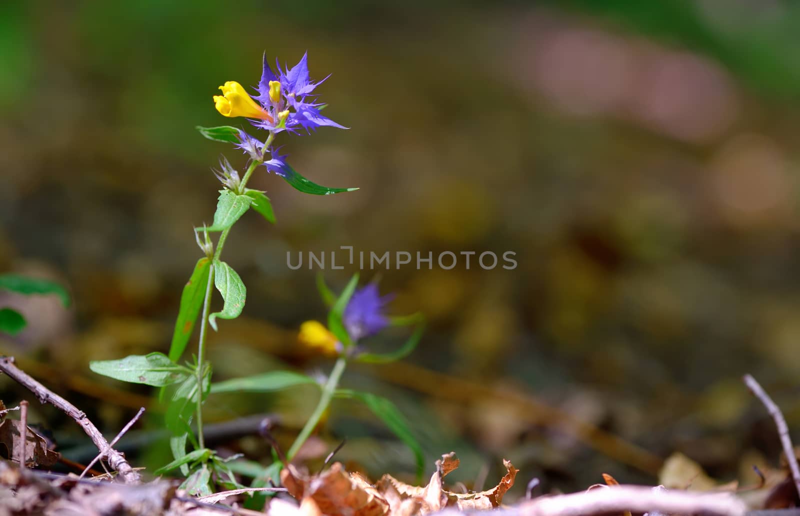 flowers aquilegia vulgaris - Common columbine in forest