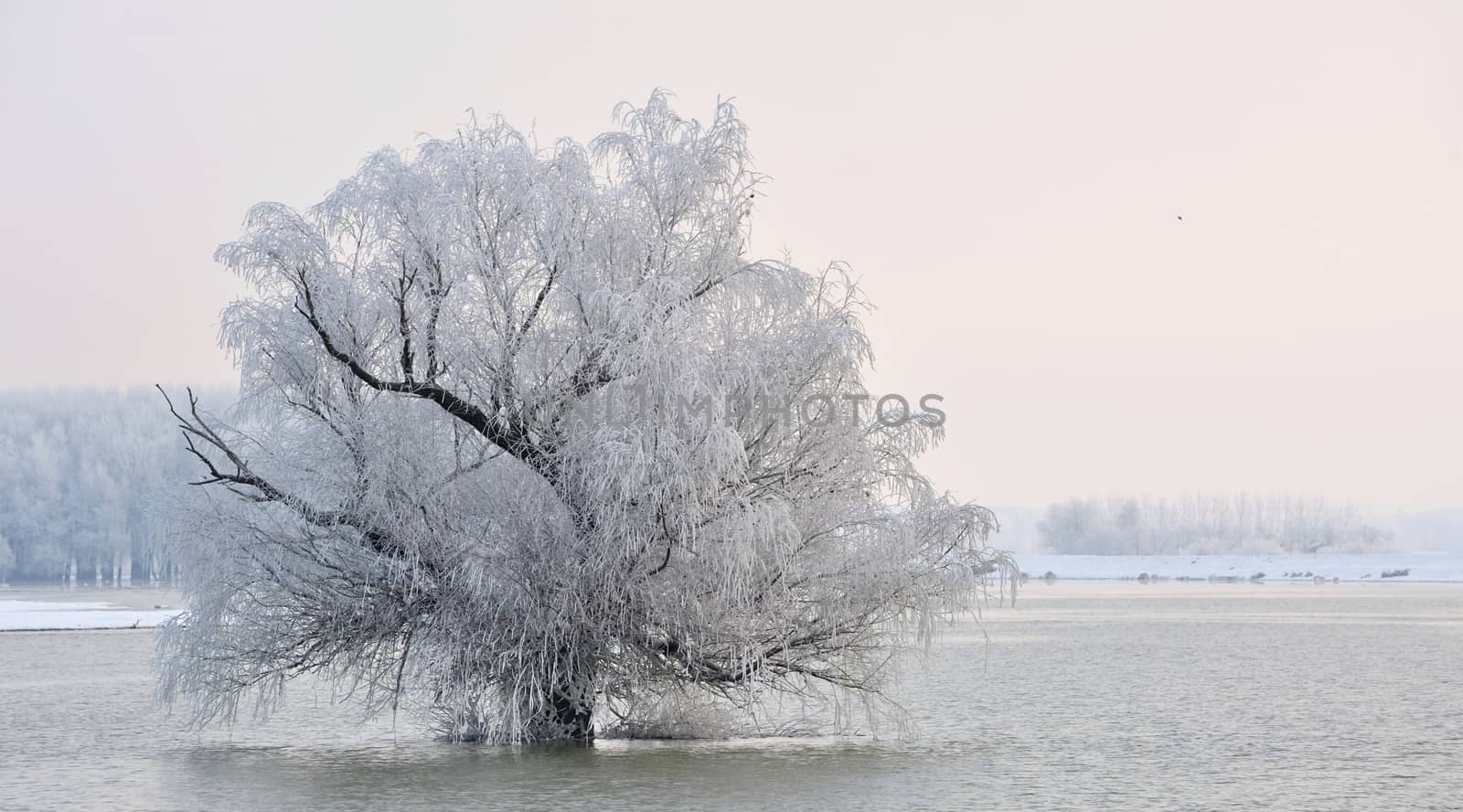 Frosty winter tree on Danube river