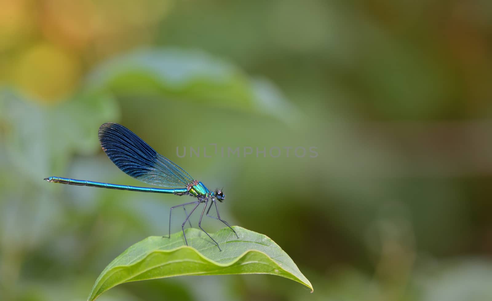 blue Coenagrionidae dragonfly in forest