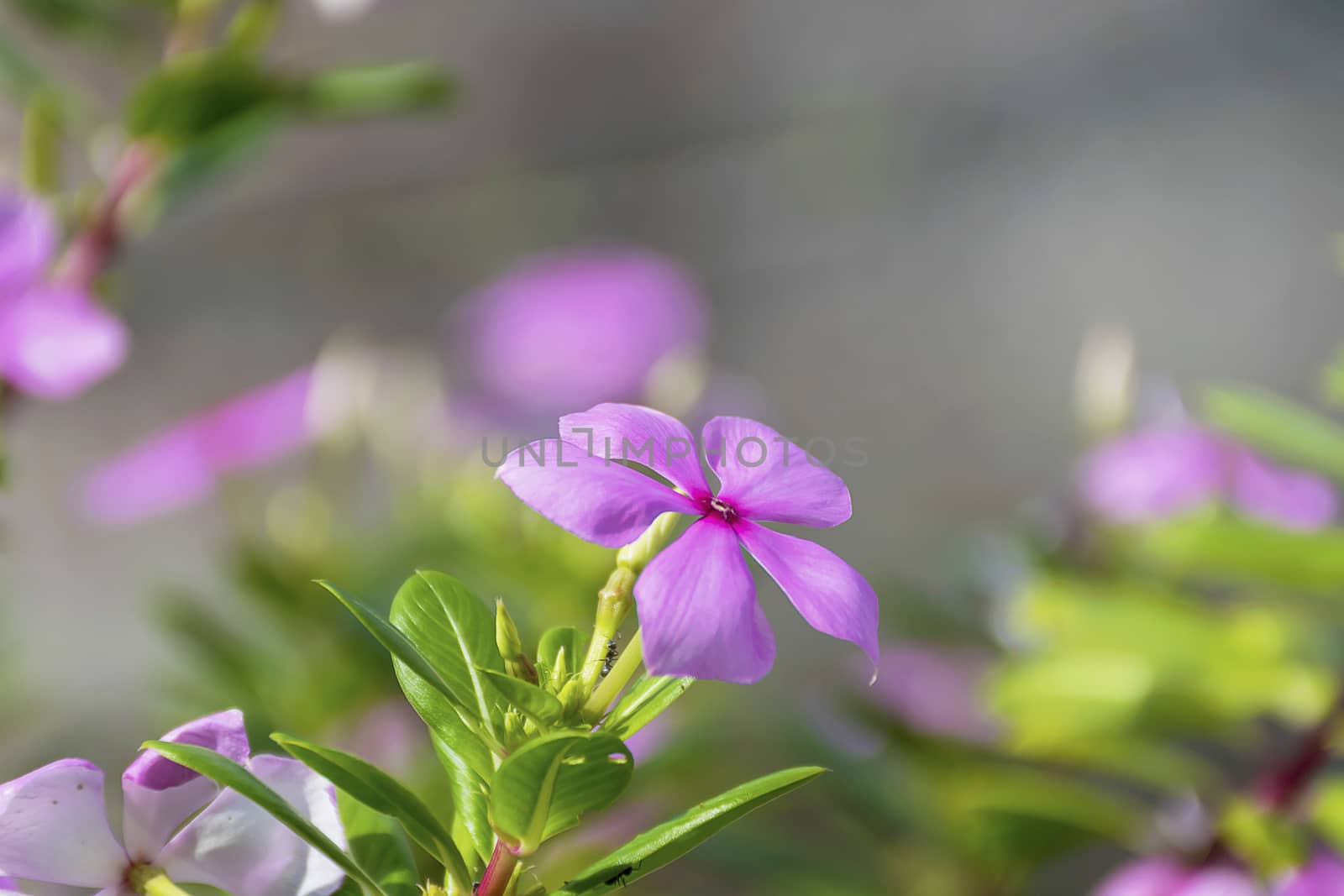 Purple Catharanthus roseus flowers. Pink Wildflower. by sky_sirasitwattana