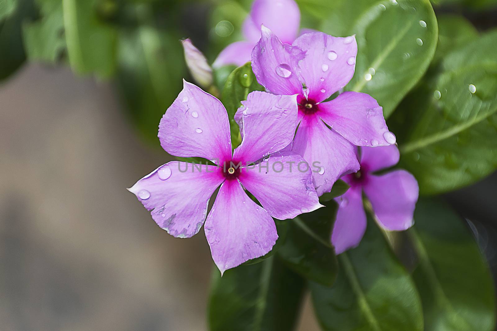 Purple Catharanthus roseus flowers. Pink Wildflower.