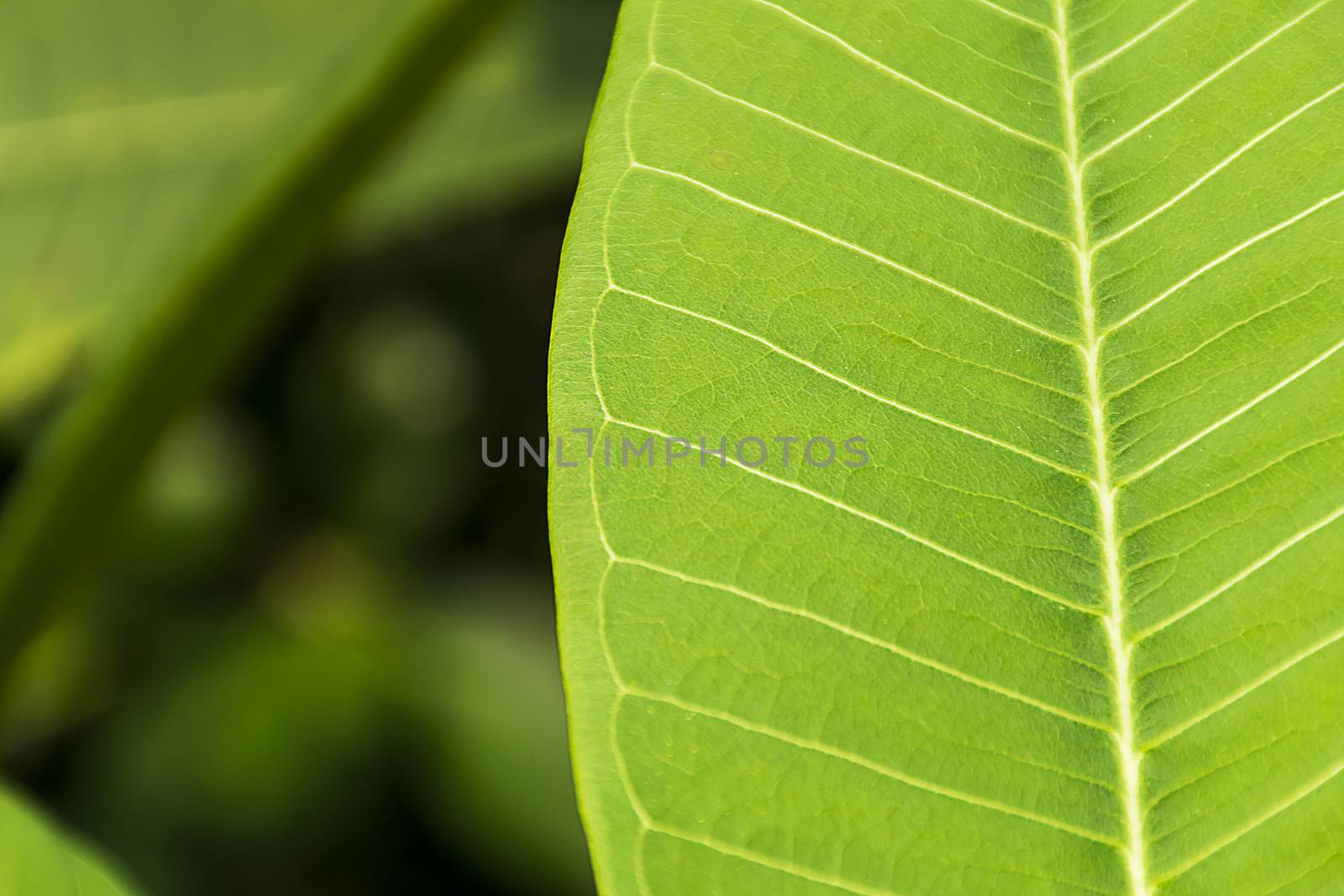 Close up green leaf texture/background. by sky_sirasitwattana