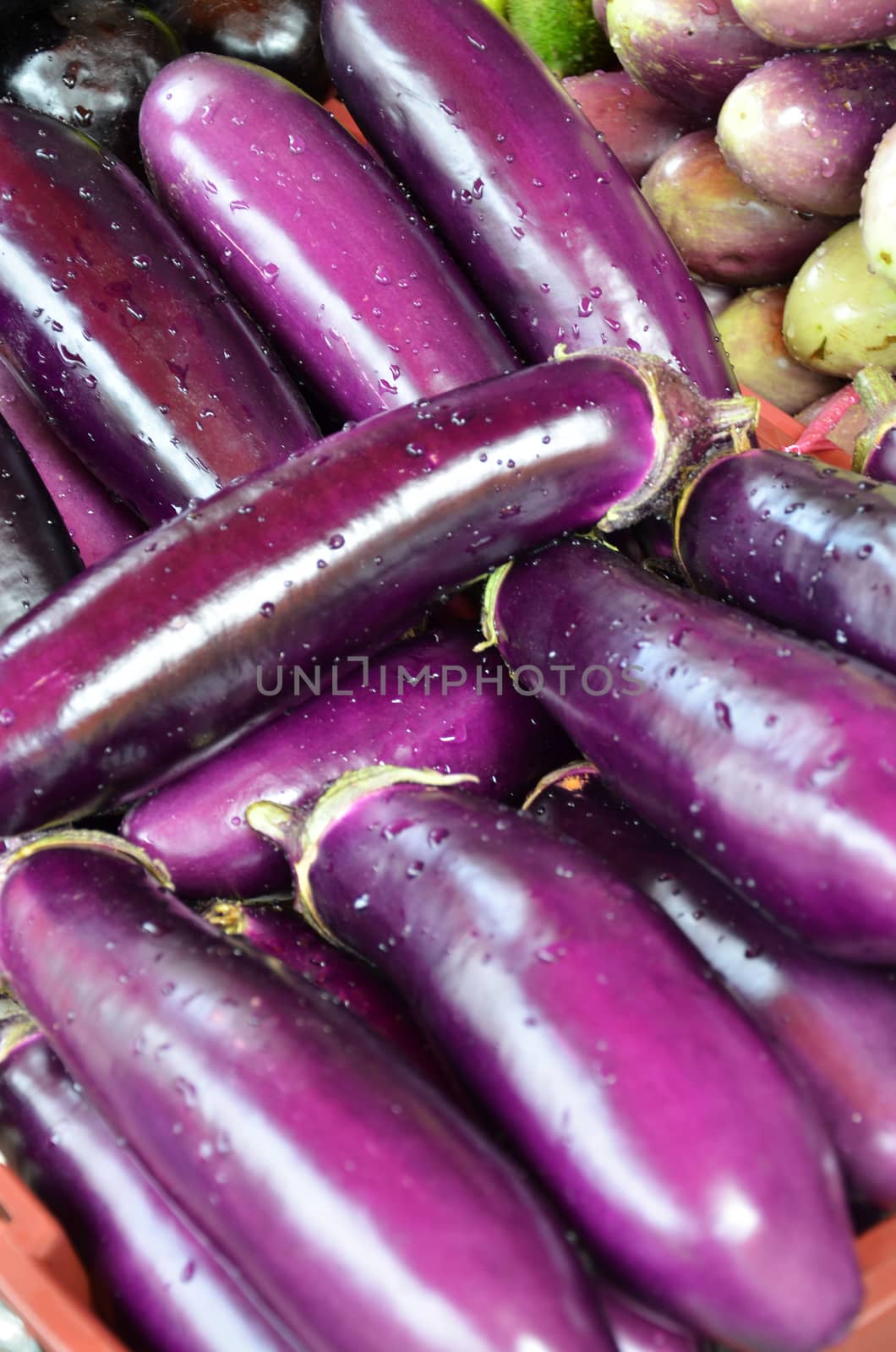 Raw ripe Eggplant by tang90246