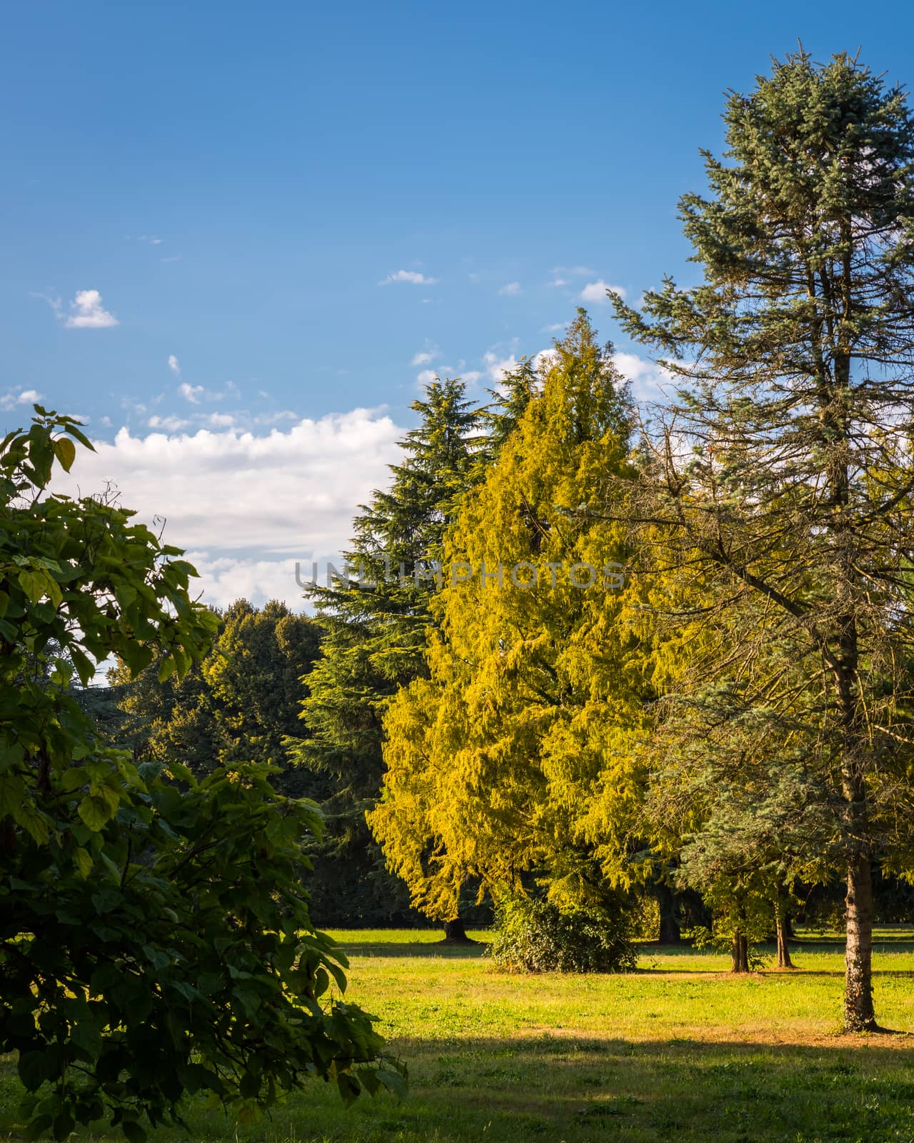 Park in autumn.Lonely beautiful autumn tree,Milan italy.

,