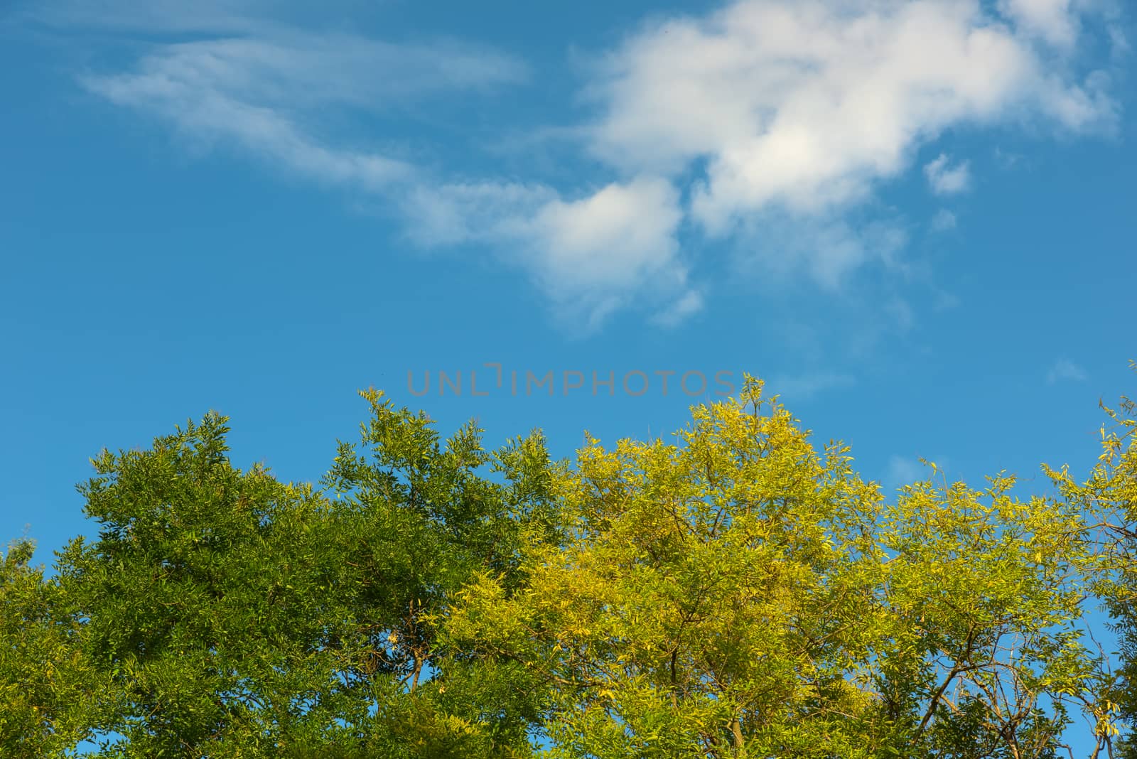 Autumn leaves and blue sky by Robertobinetti70