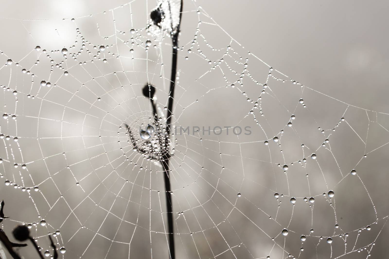 many drops of dew on a spider web