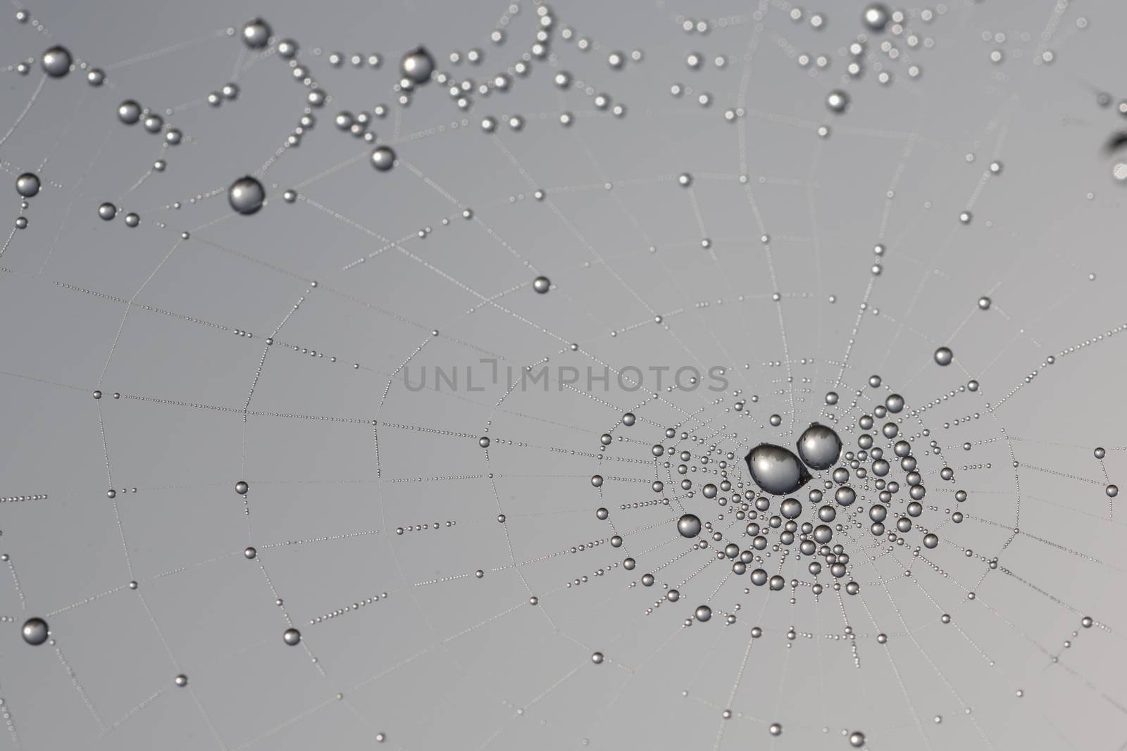 many drops of dew on a spider web