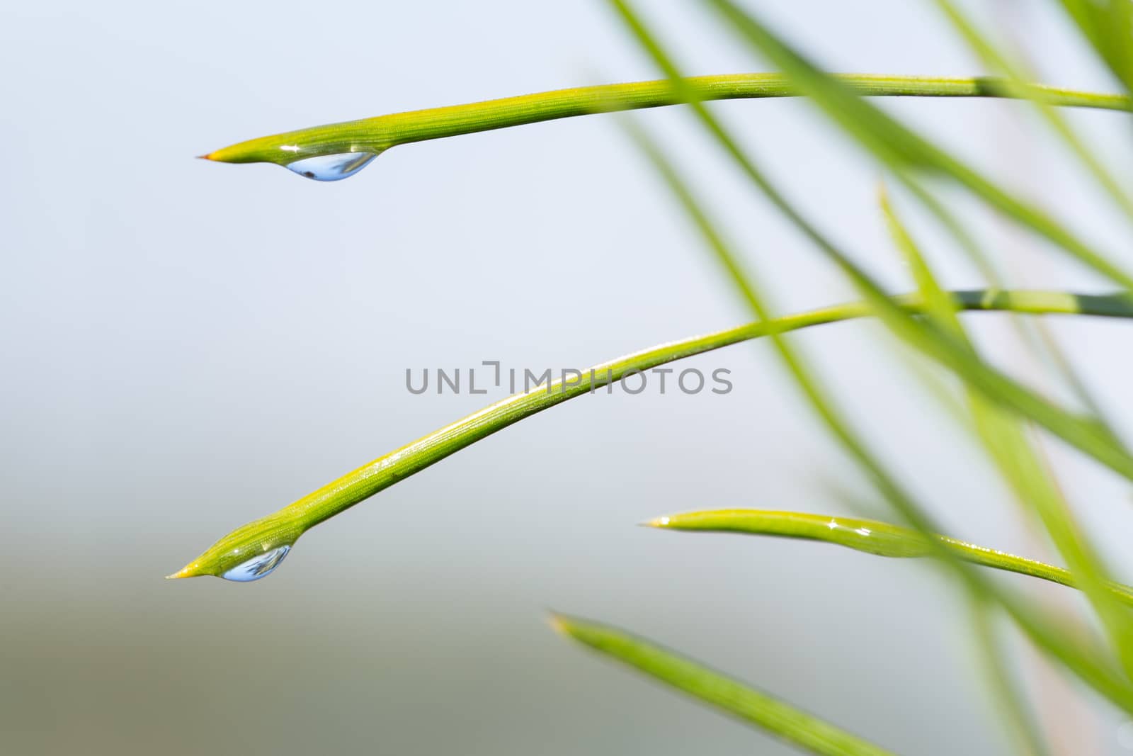 morning nature background with beautiful drop on a blade of grass