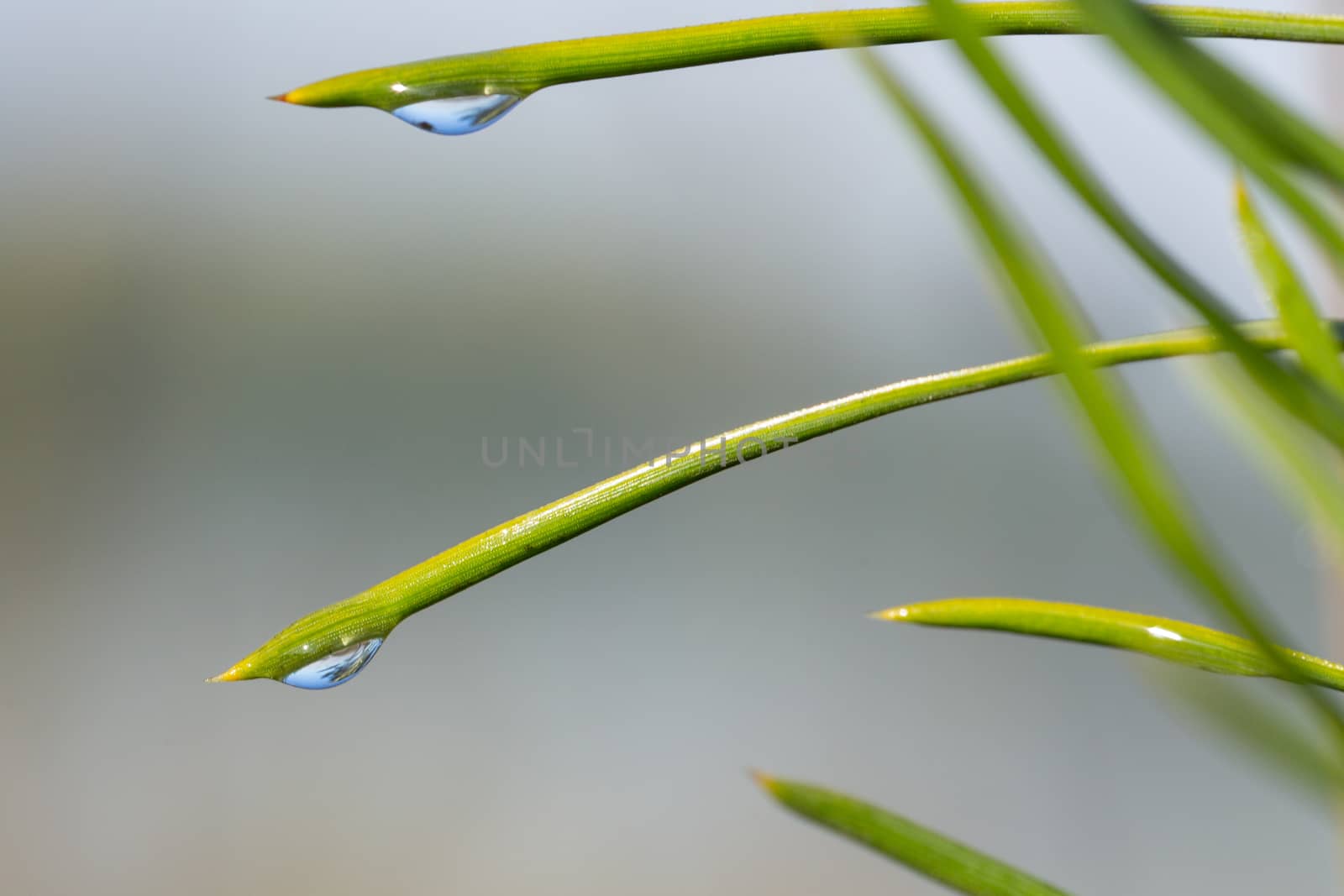 morning nature background with beautiful drop on a blade of grass