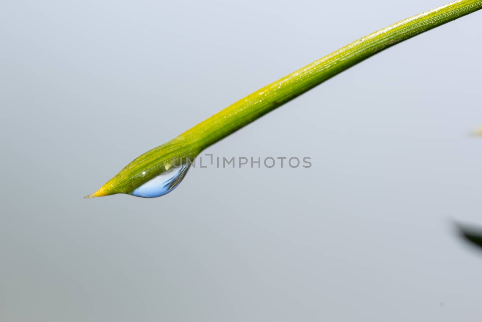 morning nature background with beautiful drop on a blade of grass