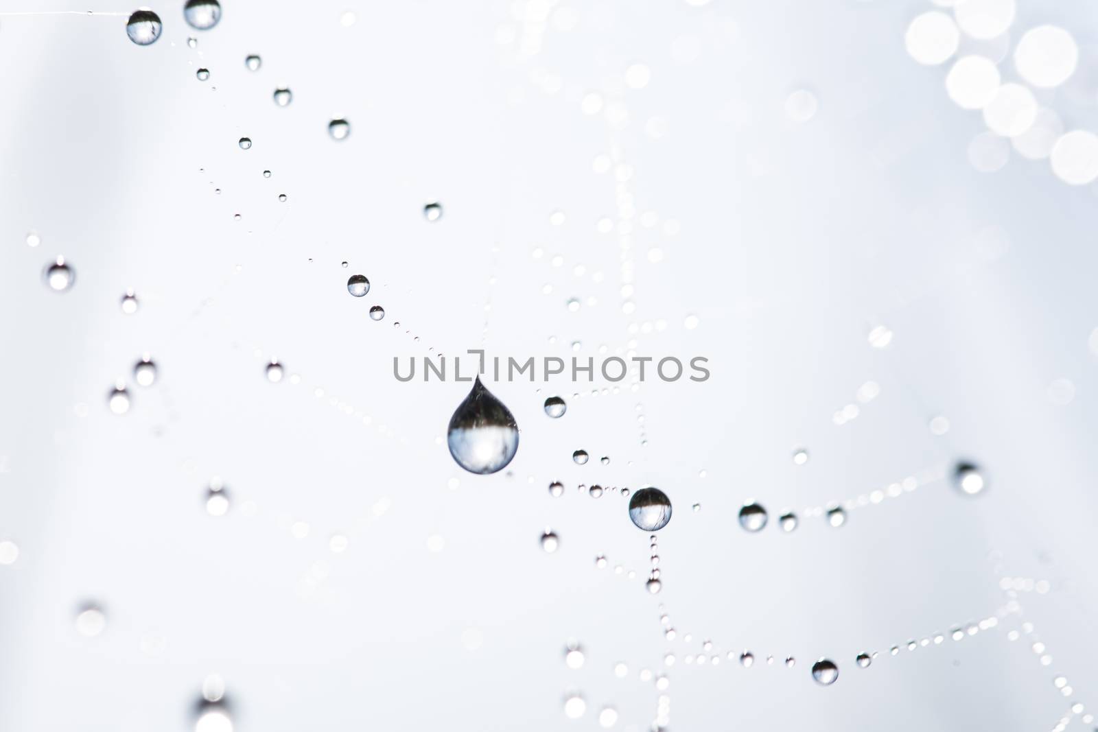 many drops of dew on a spider web