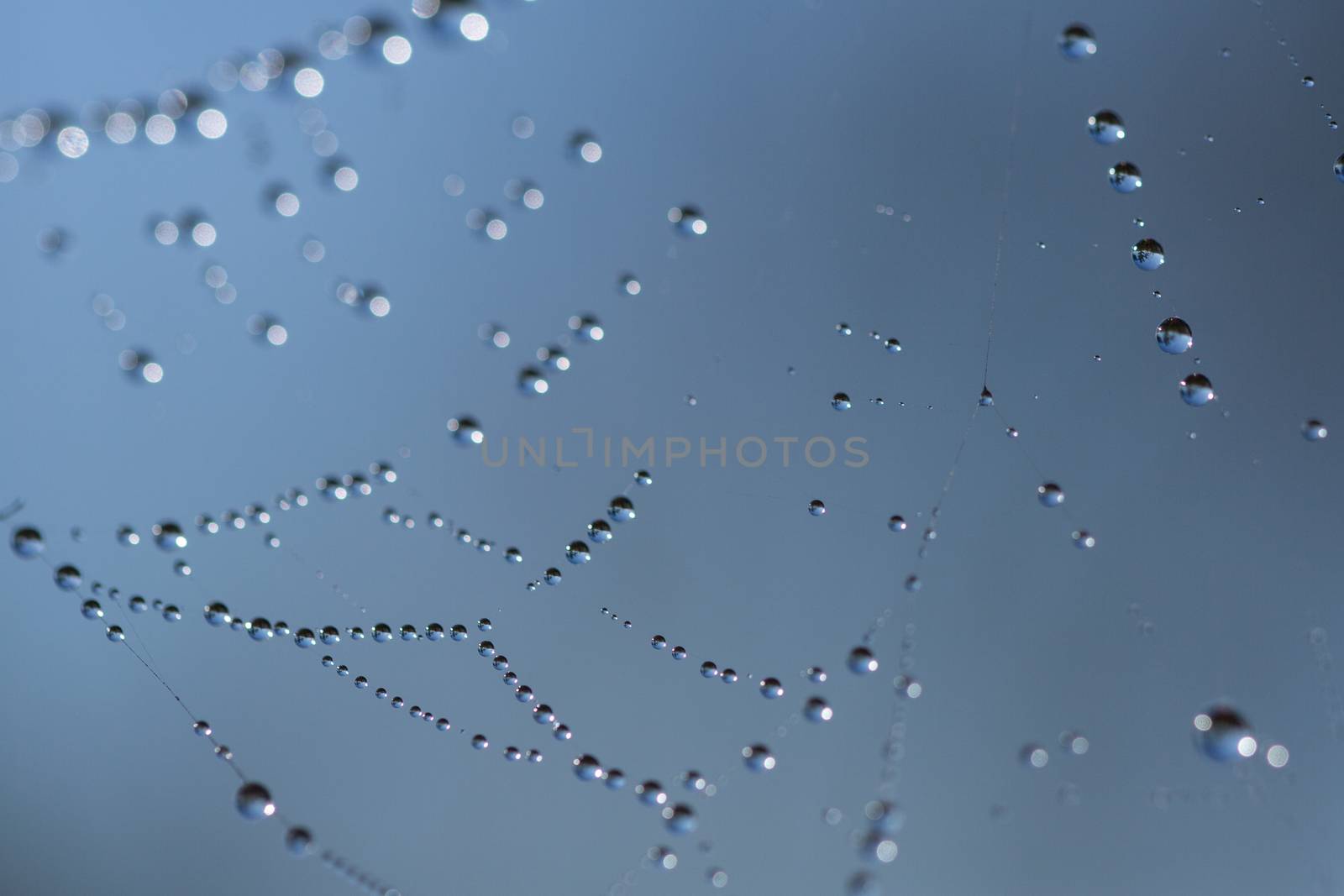 many drops of dew on a spider web