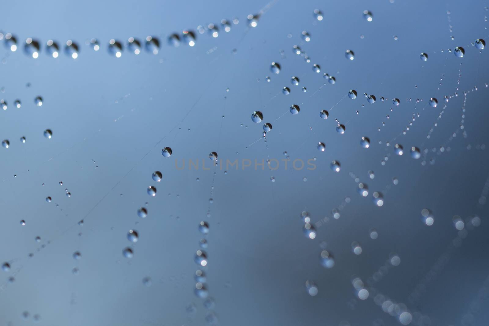 many drops of dew on a spider web