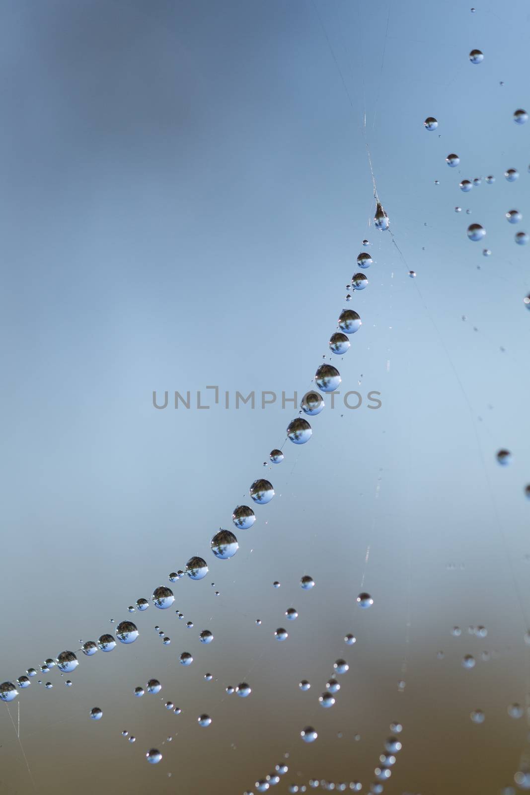 many drops of dew on a spider web