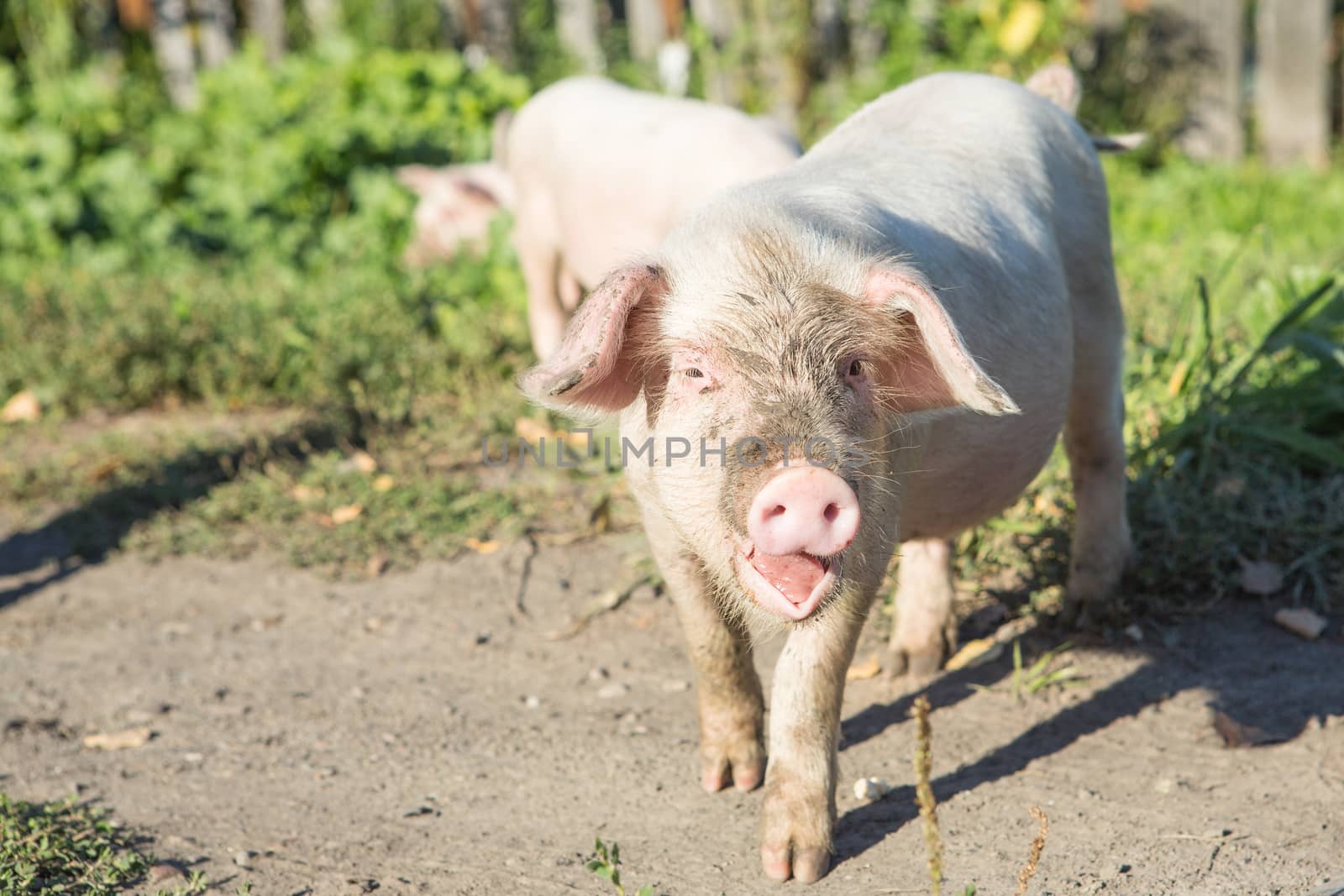 Sweet filthy Piglet on a green meadow