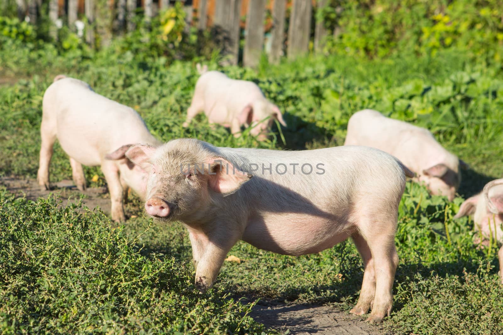 Sweet filthy Piglet on a green meadow