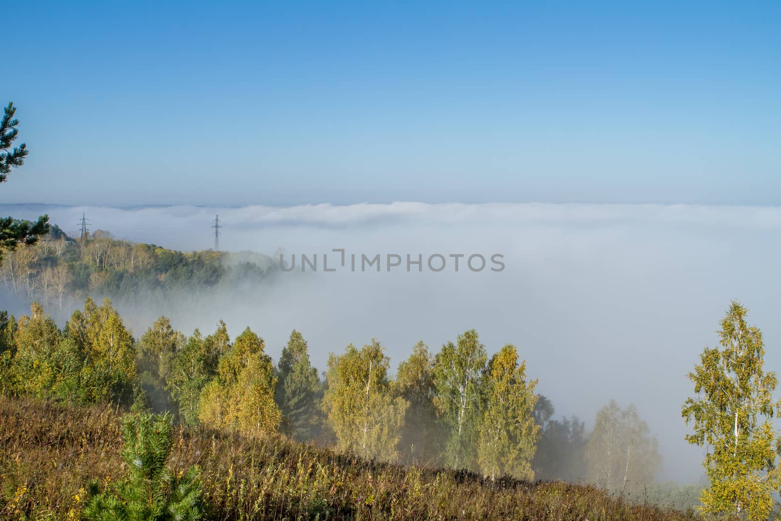 morning sunrise over a field with a single tree and fog in the distance